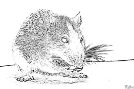 rat Coloring Pages To Print